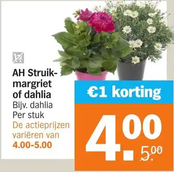 Albert Heijn AH Struik- margriet of dahlia aanbieding