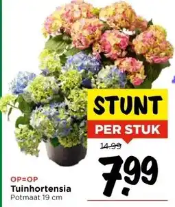 Vomar Voordeelmarkt Tuinhortensia aanbieding