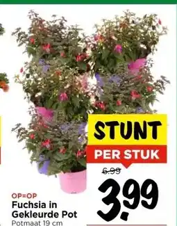 Vomar Voordeelmarkt Fuchsia in Gekleurde Pot aanbieding
