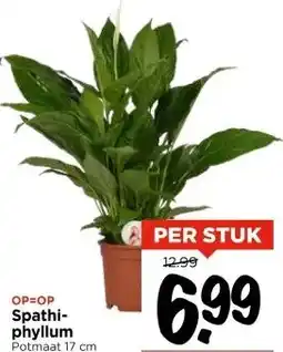 Vomar Voordeelmarkt Spathiphyllum aanbieding