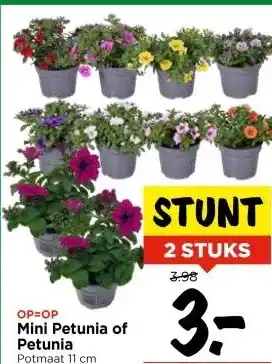Vomar Voordeelmarkt Mini Petunia of Petunia aanbieding