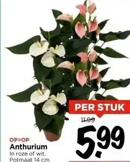 Vomar Voordeelmarkt Anthurium aanbieding