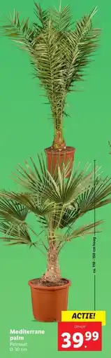 Lidl Mediterrane palm aanbieding