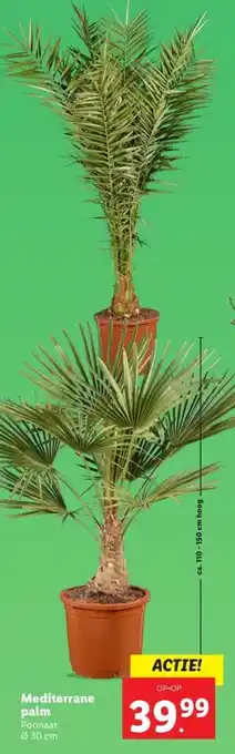 Lidl Mediterrane palm aanbieding