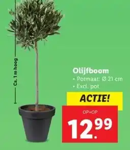 Lidl Olijfboom aanbieding
