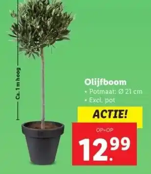 Lidl Olijfboom aanbieding