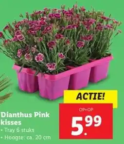 Lidl Dianthus Pink kisses aanbieding