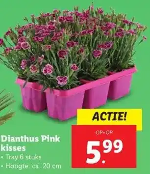 Lidl Dianthus Pink kisses aanbieding