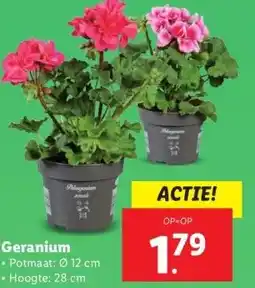 Lidl Geranium aanbieding