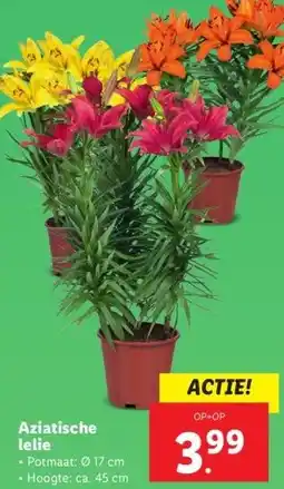 Lidl Aziatische lelie aanbieding