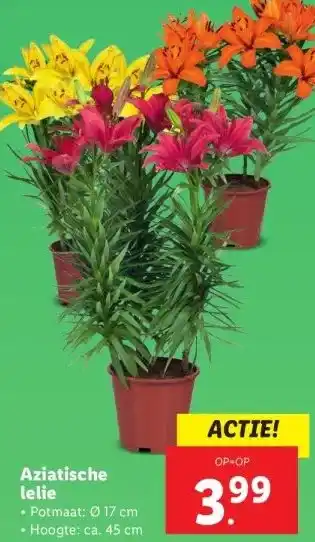 Lidl Aziatische lelie aanbieding