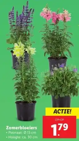Lidl Zomerbloeiers aanbieding