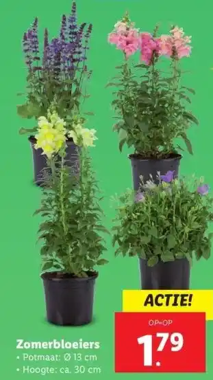 Lidl Zomerbloeiers aanbieding