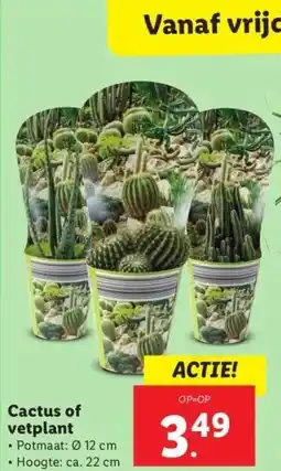 Lidl Cactus of vetplant aanbieding