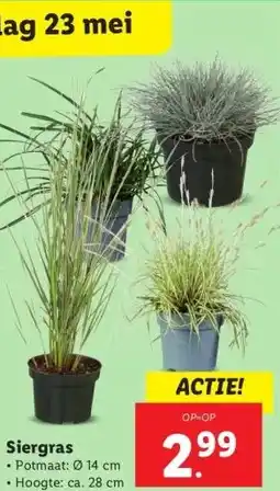 Lidl Siergras aanbieding