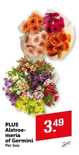 Coop PLUS Alstroe- meria of Germini aanbieding