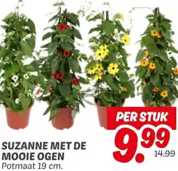 Dekamarkt Suzanne met de mooie ogen aanbieding