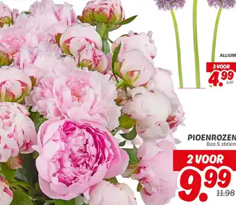 Dekamarkt Pioenrozen aanbieding