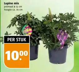 Poiesz Lupine mix aanbieding