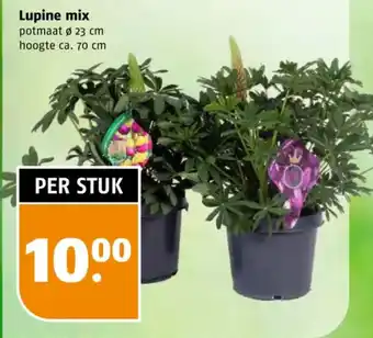 Poiesz Lupine mix aanbieding