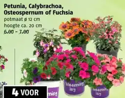 Poiesz Petunia, Calybrachoa, Osteospernum of Fuchsia aanbieding