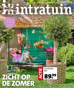Intratuin OLIJFBOOM aanbieding