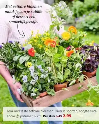 Intratuin Look and Taste eetbare bloemen. aanbieding