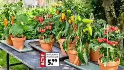 Intratuin PLUKGROENTE PER STUK aanbieding
