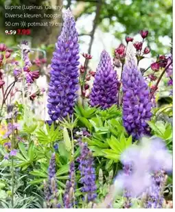 Intratuin Lupine aanbieding
