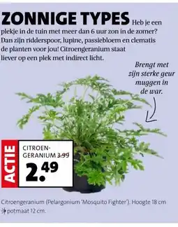 Intratuin CITROEN- GERANIUM aanbieding