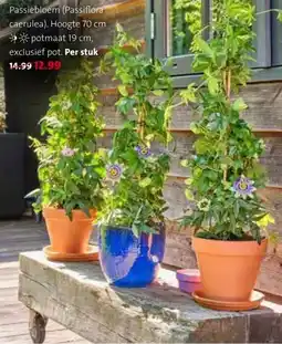 Intratuin Passiebloem (Passiflora caerulea). aanbieding
