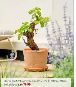 Intratuin Blauwe druif (Vitis vinifera). aanbieding