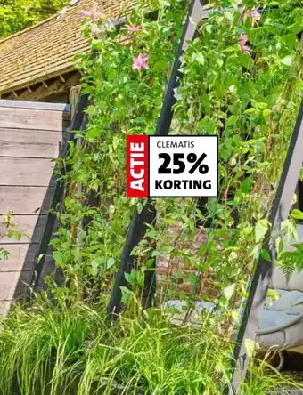 Intratuin CLEMATIS aanbieding