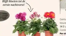 Intratuin Dahlia's. aanbieding