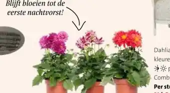 Intratuin Dahlia's. aanbieding