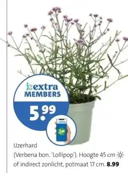 Intratuin IJzerhard (Verbena bon. 'Lollipop). Hoogte 45 cm * of indirect zonlicht, potmaat 17 cm. aanbieding