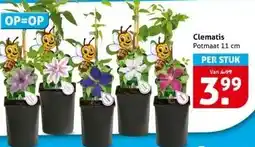 Hoogvliet Clematis aanbieding