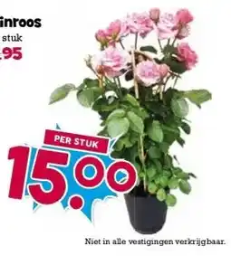 Boon`s Markt Tuinroos per stuk aanbieding