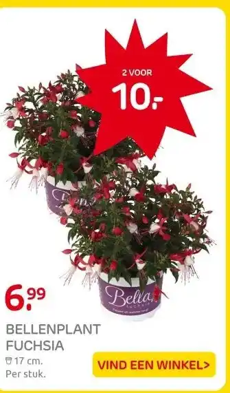 Praxis BELLENPLANT FUCHSIA aanbieding