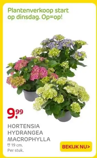 Praxis HORTENSIA HYDRANGEA MACROPHYLLA aanbieding