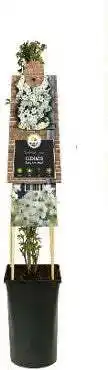 Intratuin Bosrank (Clematis cartmanii 'Avalanche') D 17 H 75 cm aanbieding