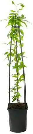 Intratuin Bosrank (Clematis 'Hagley Hybrid') D 23 H 210 cm aanbieding