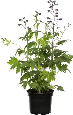 Intratuin Hoge Ridderspoor (Delphinium elatum) D 19 H 55 cm aanbieding