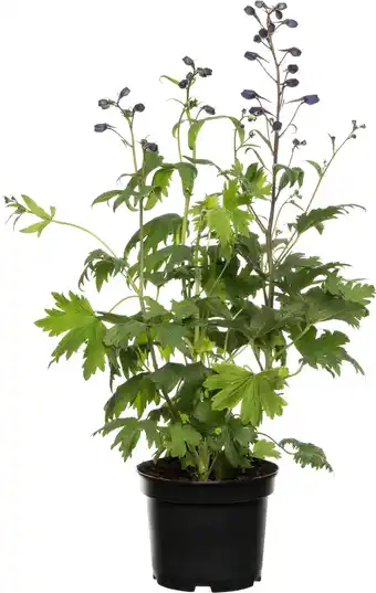 Intratuin Hoge Ridderspoor (Delphinium elatum) D 19 H 55 cm aanbieding