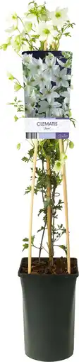Intratuin Bosrank (Clematis forsteri 'Joe') D 17 H 75 cm aanbieding