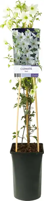 Intratuin Bosrank (Clematis forsteri 'Joe') D 17 H 75 cm aanbieding