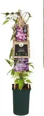 Intratuin Bosrank (Clematis mont. 'Van Gogh') D 17 H 75 cm aanbieding