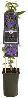 Intratuin Bosrank (Clematis â€˜Viva La Vida') D 17 H 75 cm aanbieding