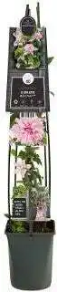 Intratuin Bosrank (Clematis 'Multi Pink') D 23 H 115 cm aanbieding