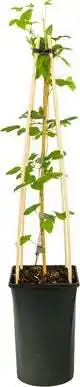 Intratuin Bosrank (Clematis 'Forever Friends') D 23 H 115 cm aanbieding